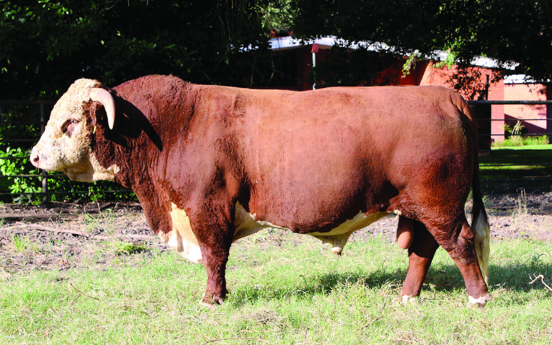 HERD SIRE A – BB TOP SHELF 5138