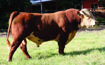 HERD SIRE C – H AH ADVANCE 6734 ET