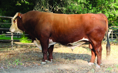 REFERENCE SIRE E – BR CURRENCY 3038