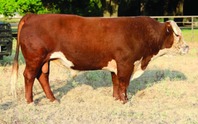 REFERENCE SIRE F – BB 1050 ADVANCE 4021