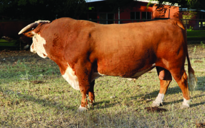 REFERENCE SIRE G – SR SUSTAIN 664 ET