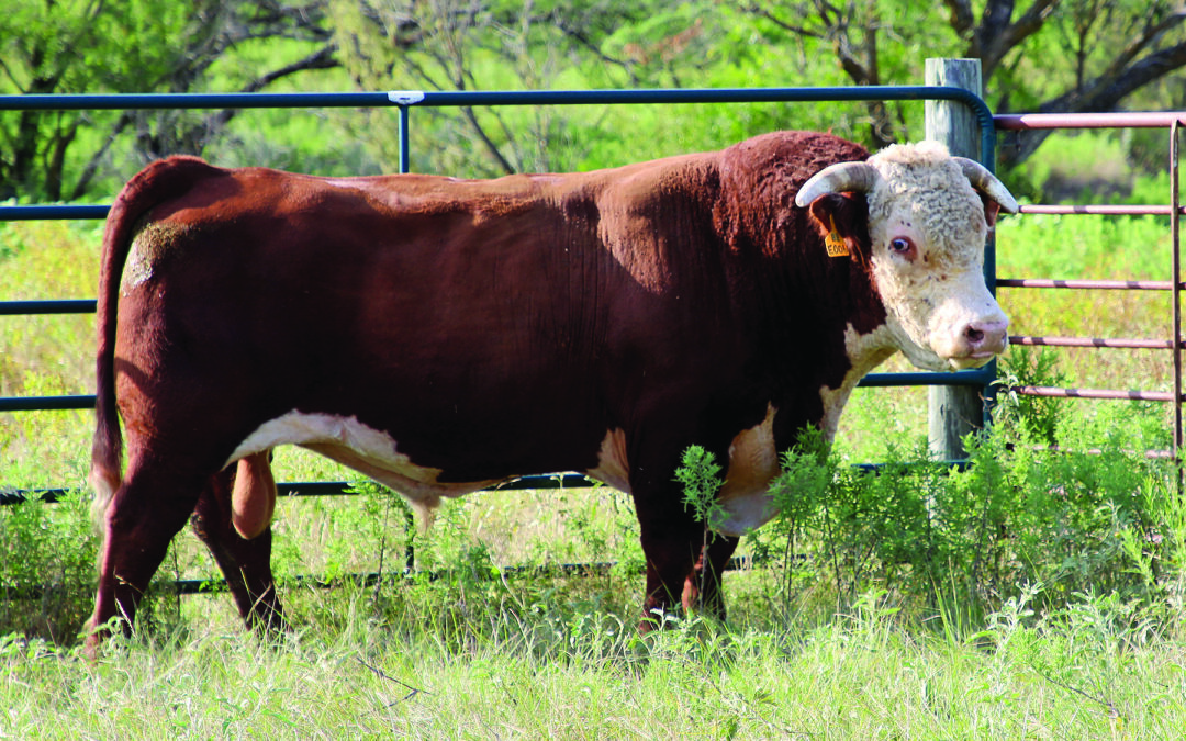 HERD SIRE B – BR HOMETOWN E006 ET