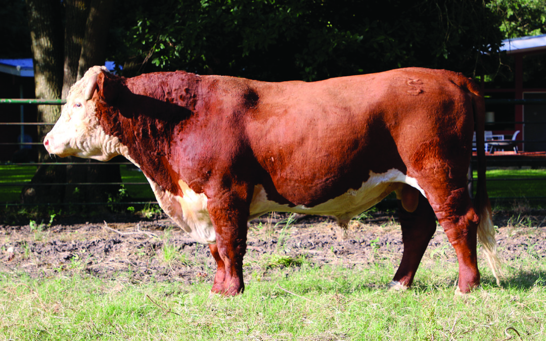 HERD SIRE C – FS ADVANCE 7019E