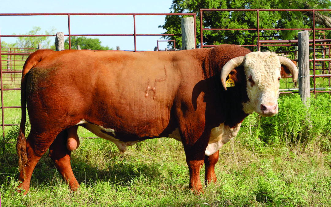 HERD SIRE D – HH ADVANCE 7035E ET