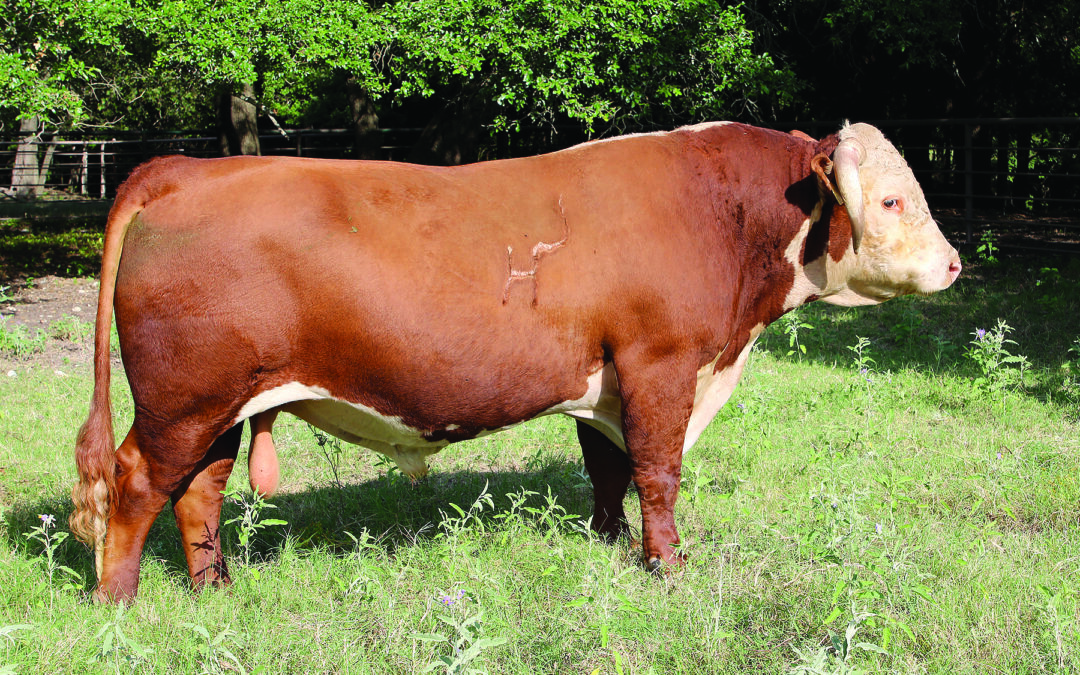 HERD SIRE E – HH ADVANCE 8091F ET