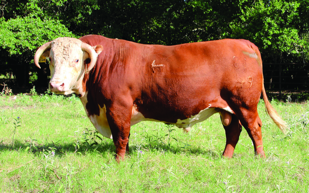 HERD SIRE F – CL 1 DOMINO 8149F 1ET