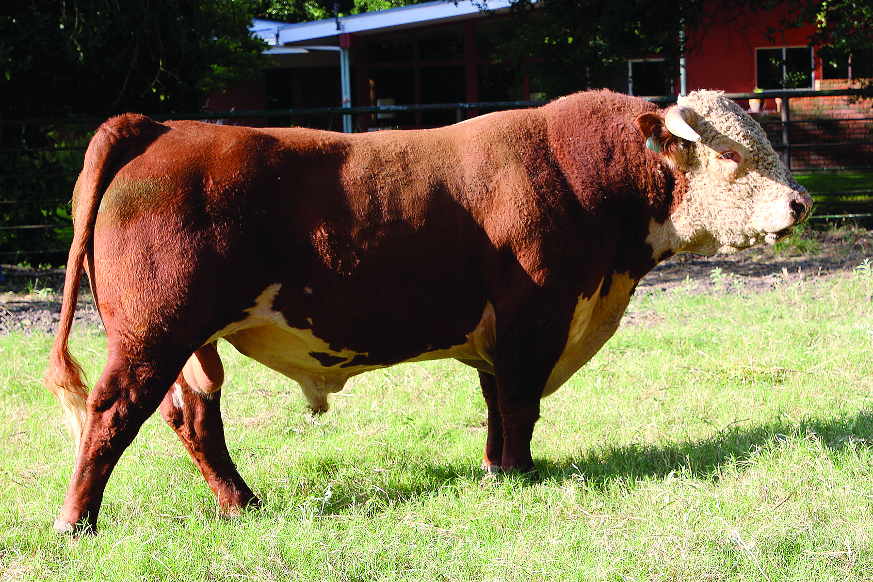 C Herd Sire C - Holden 6734 KN1A4184