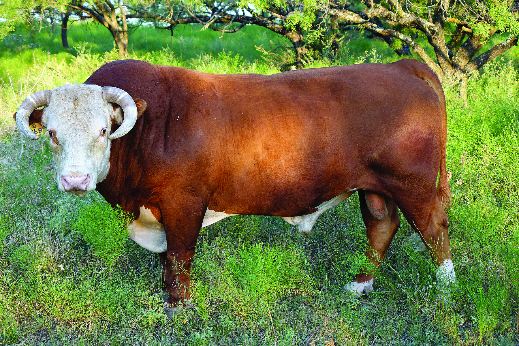 D Herd Sire D - B Sensation 36B (1247)