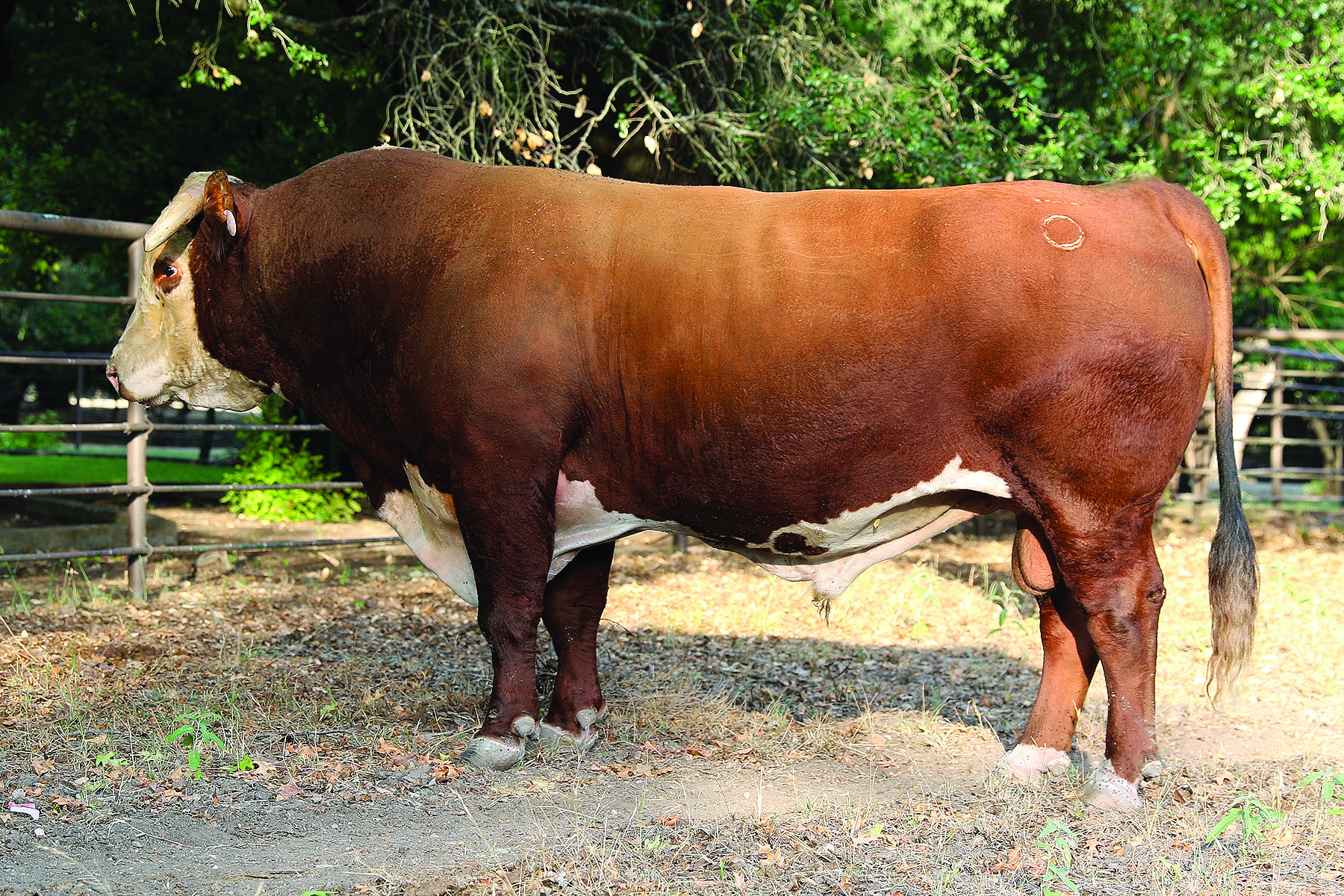E Ref Sire E - BR Currency 3038
