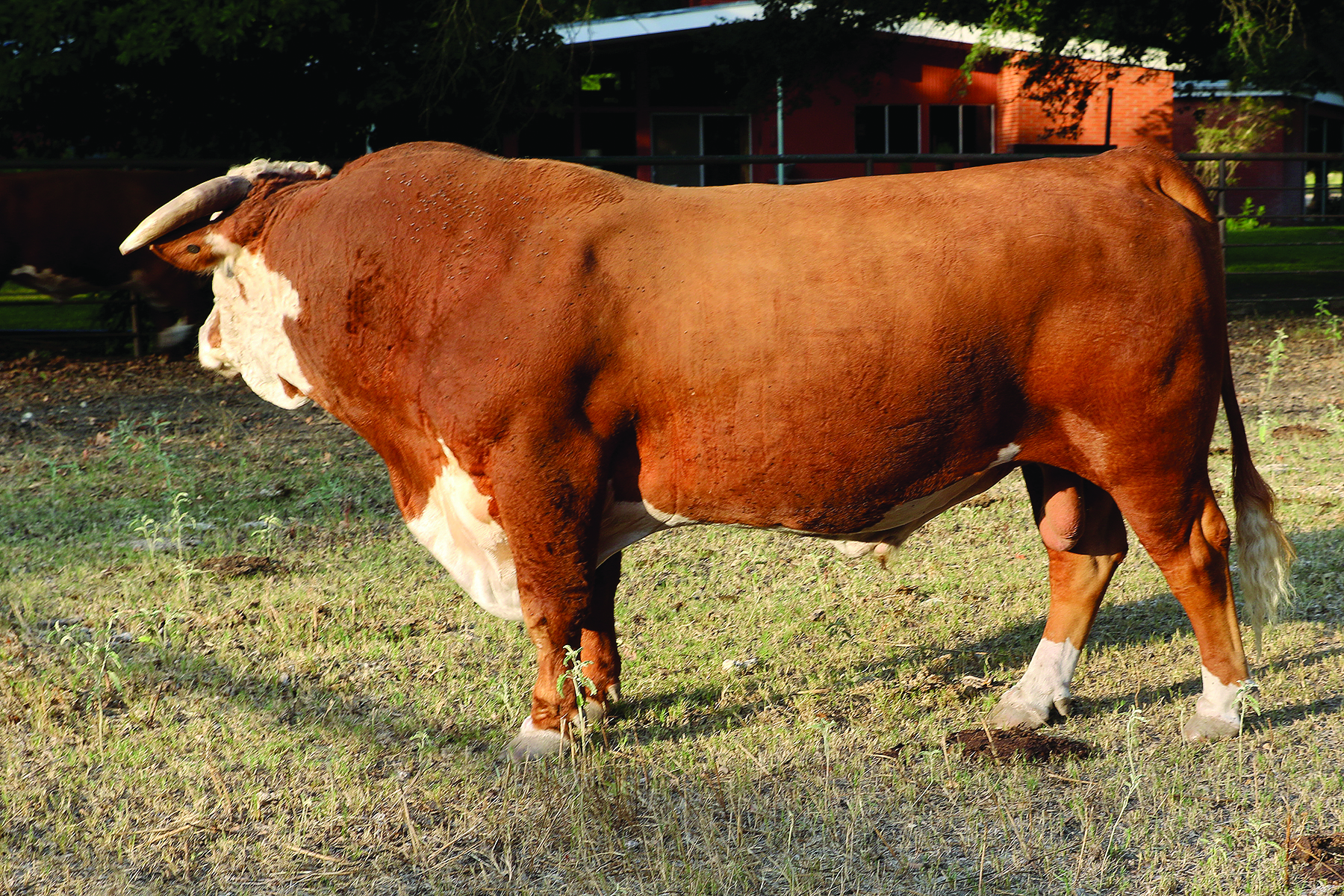 G Ref Sire G - SR Sustain 664