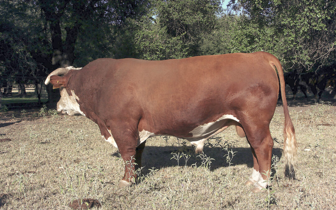 Herd Sire N – B+C Sensation