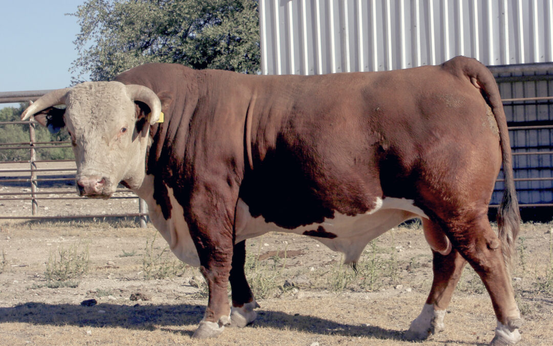 Herd Sire M – BF Sensational 7G