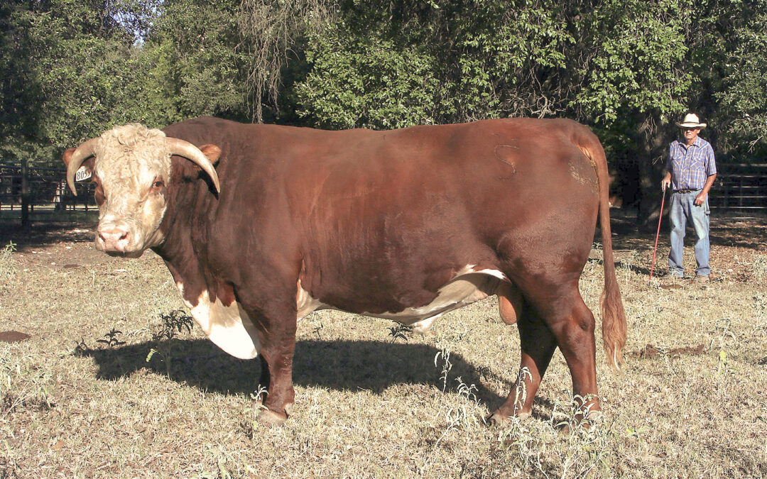 Herd Sire H – FS Advance 8055