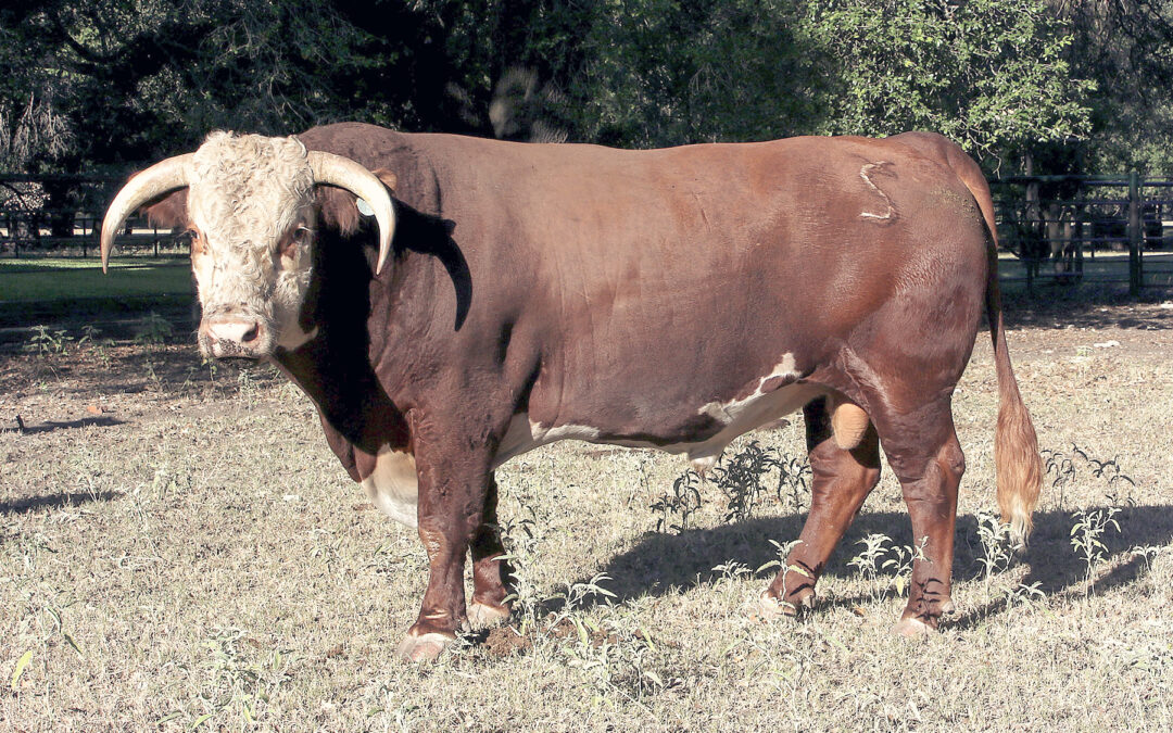 Herd Sire J – FS Advance 8110F