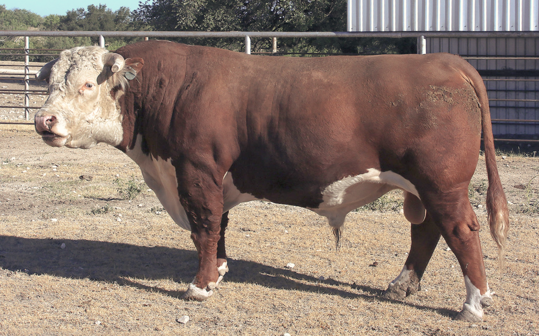 Herd Sire K – B+C Stock Brit 919G