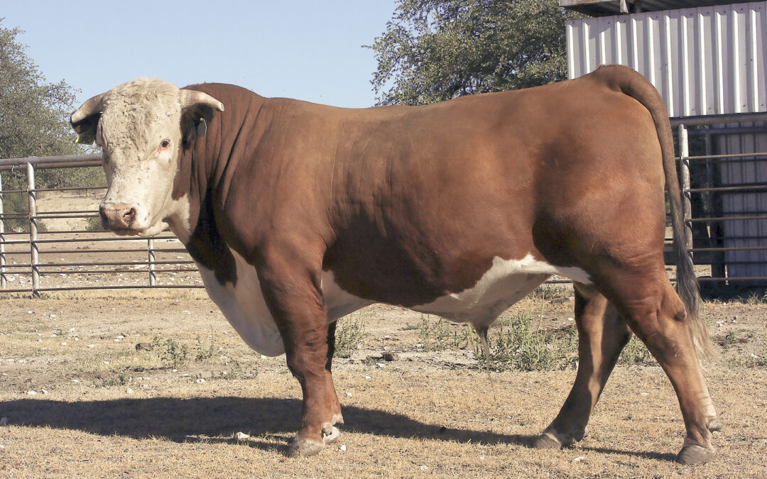 HERD SIRE G – SR Mac’s Dominator 390H