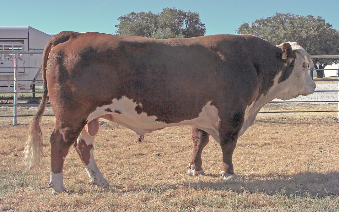 Herd Sire O – BB 6139