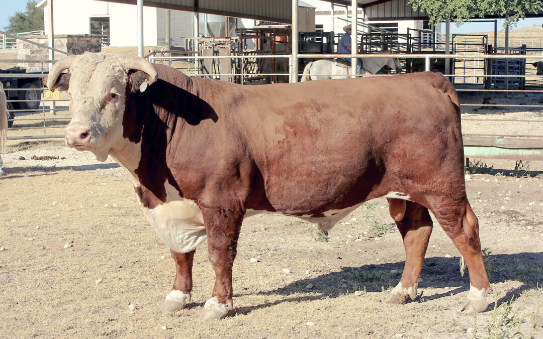 Herd Sire I – SR Niche 260H