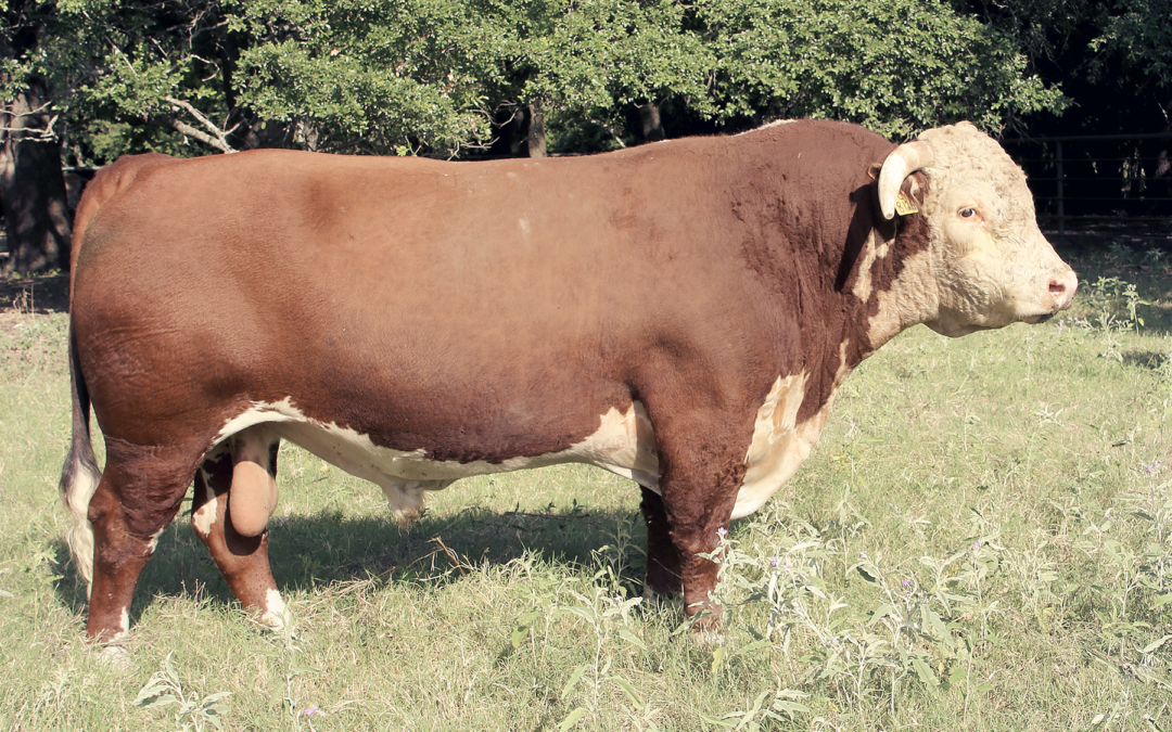 Herd Sire L – Churchill Domino 8126 F