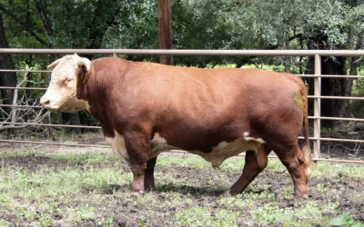 BK 1084 Sancho 3043
