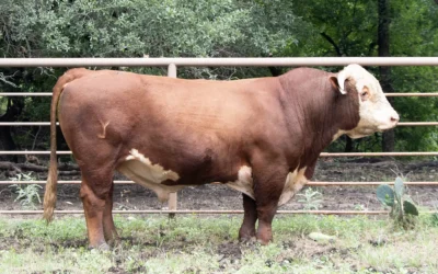 BK 0292 Sancho Advance 3162